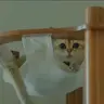 화석