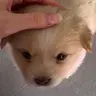 탕탕