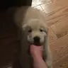 우뭉