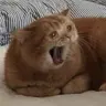 밤