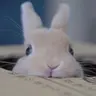 진