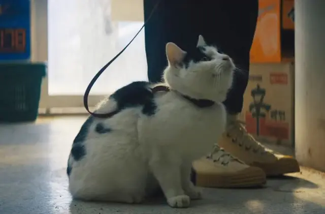 콰이어트 플레이스 : 첫째 날 후기
고양이 너무 귀여워...마지막까지 안심하고 보세요