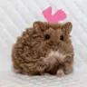 시우
