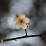 플루메리아