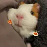 기니