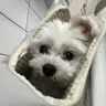 dsplee 디스플리