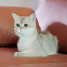 화석