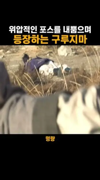 위압적인 포스로 등장하는 구루지마 다시보기 쇼츠