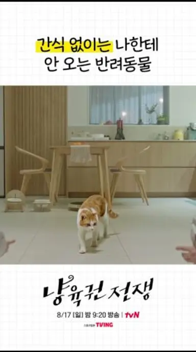 냥집사 특 : 츄르로 고양이 애정 갈구함🐱 #냥육권전쟁 다시보기 쇼츠