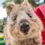 @iamQuokka
