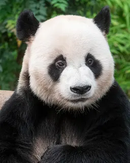 러바오