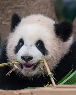 루이바오