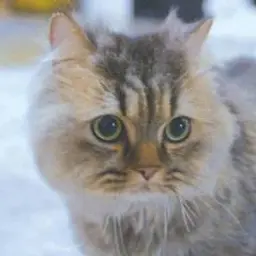 행운이