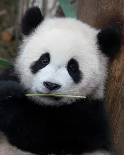 후이바오
