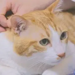 건강이