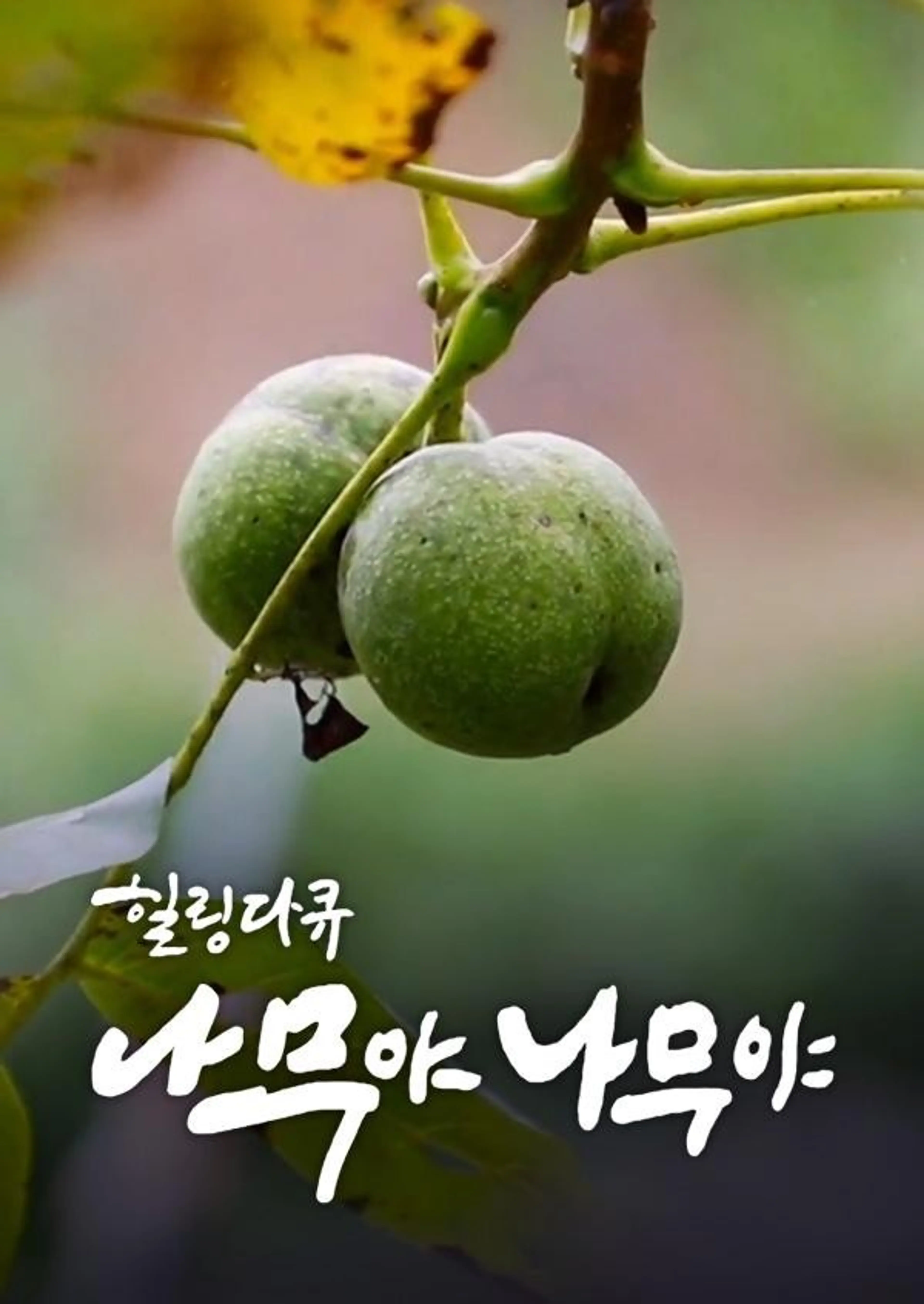 2018 추석특집 나무야 나무야