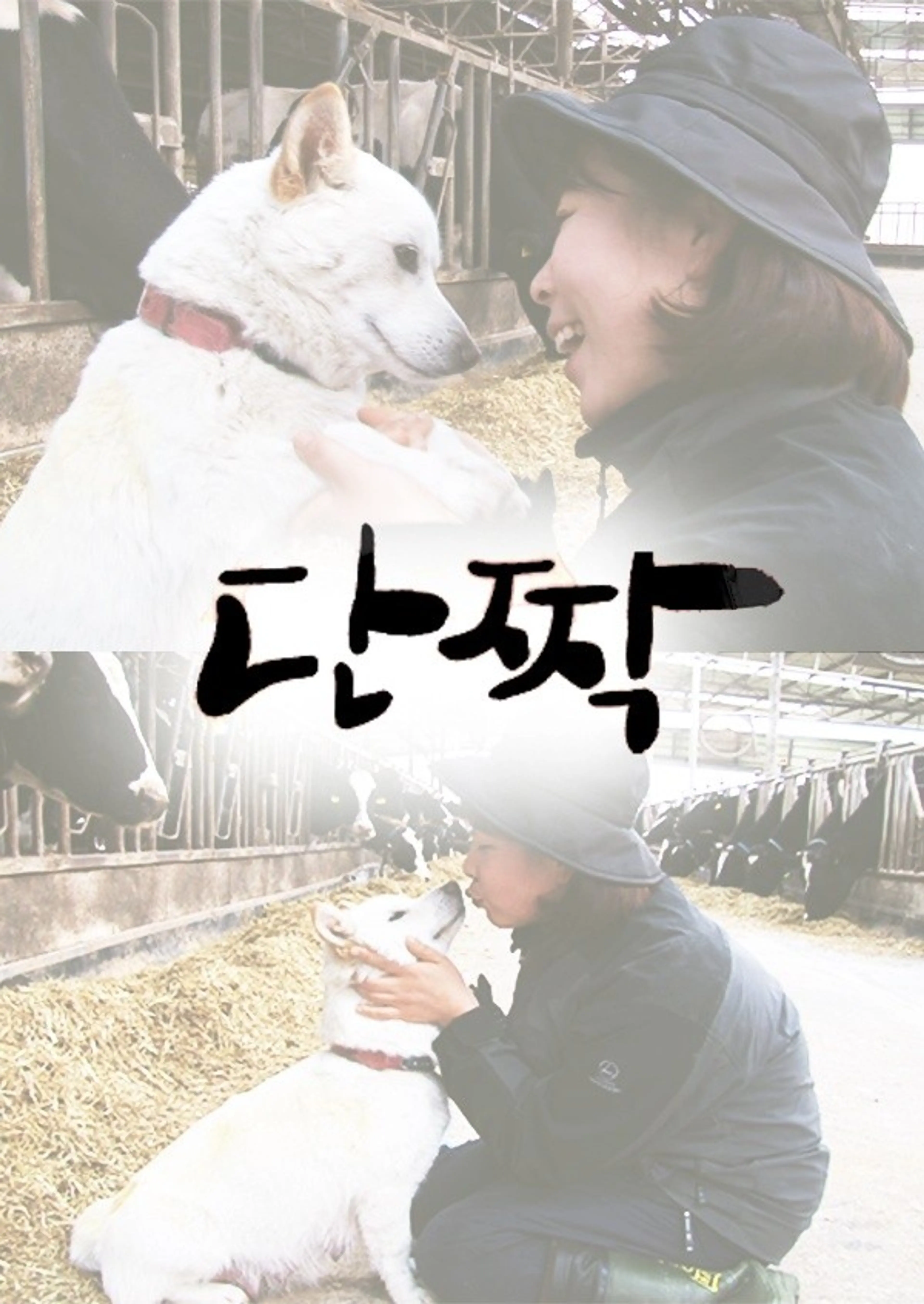 연작다큐 단짝