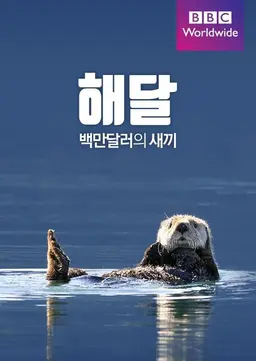 해달, 백만달러의 새끼