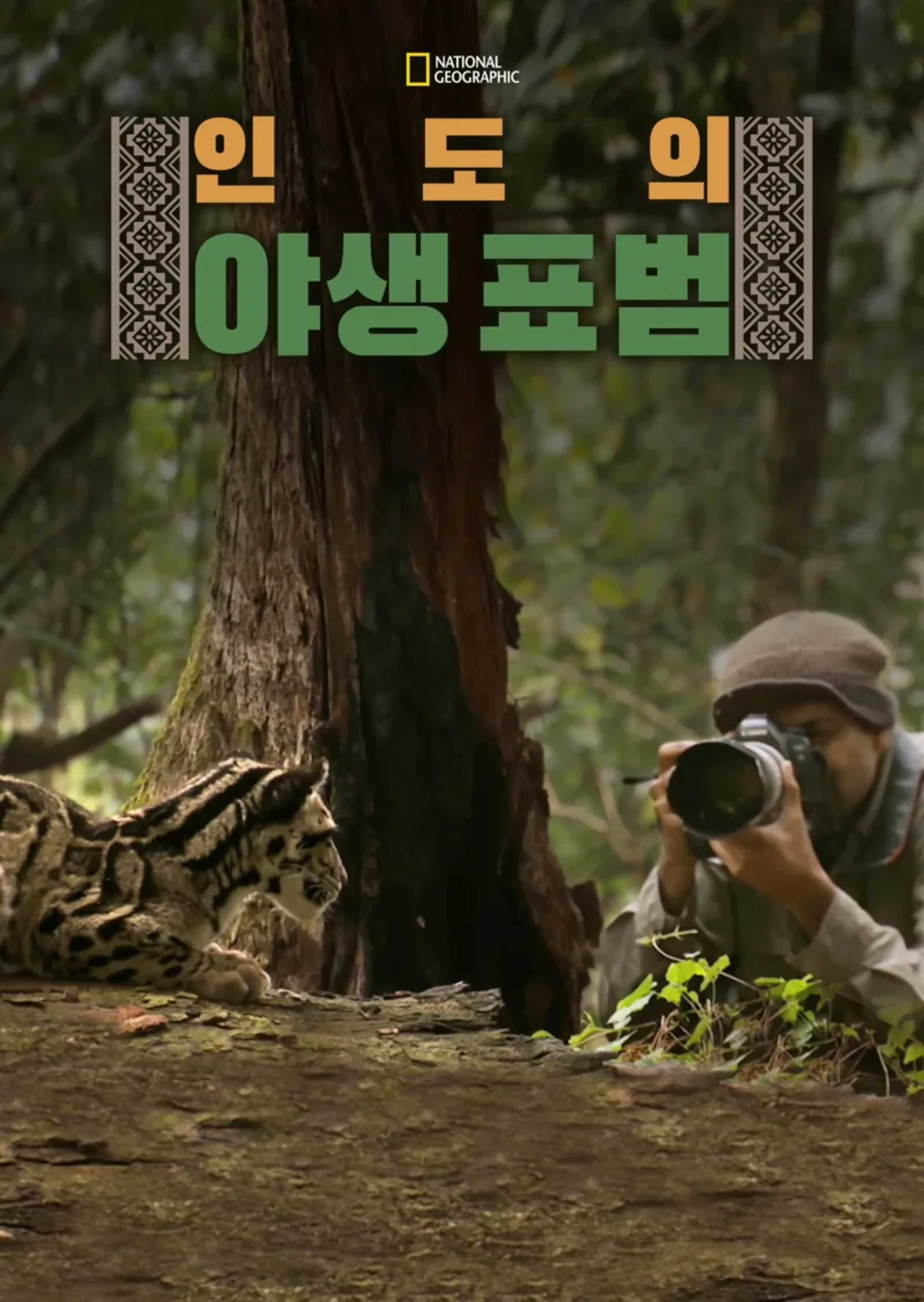 인도의 야생 표범