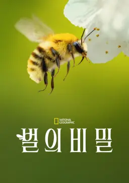 벌의 비밀