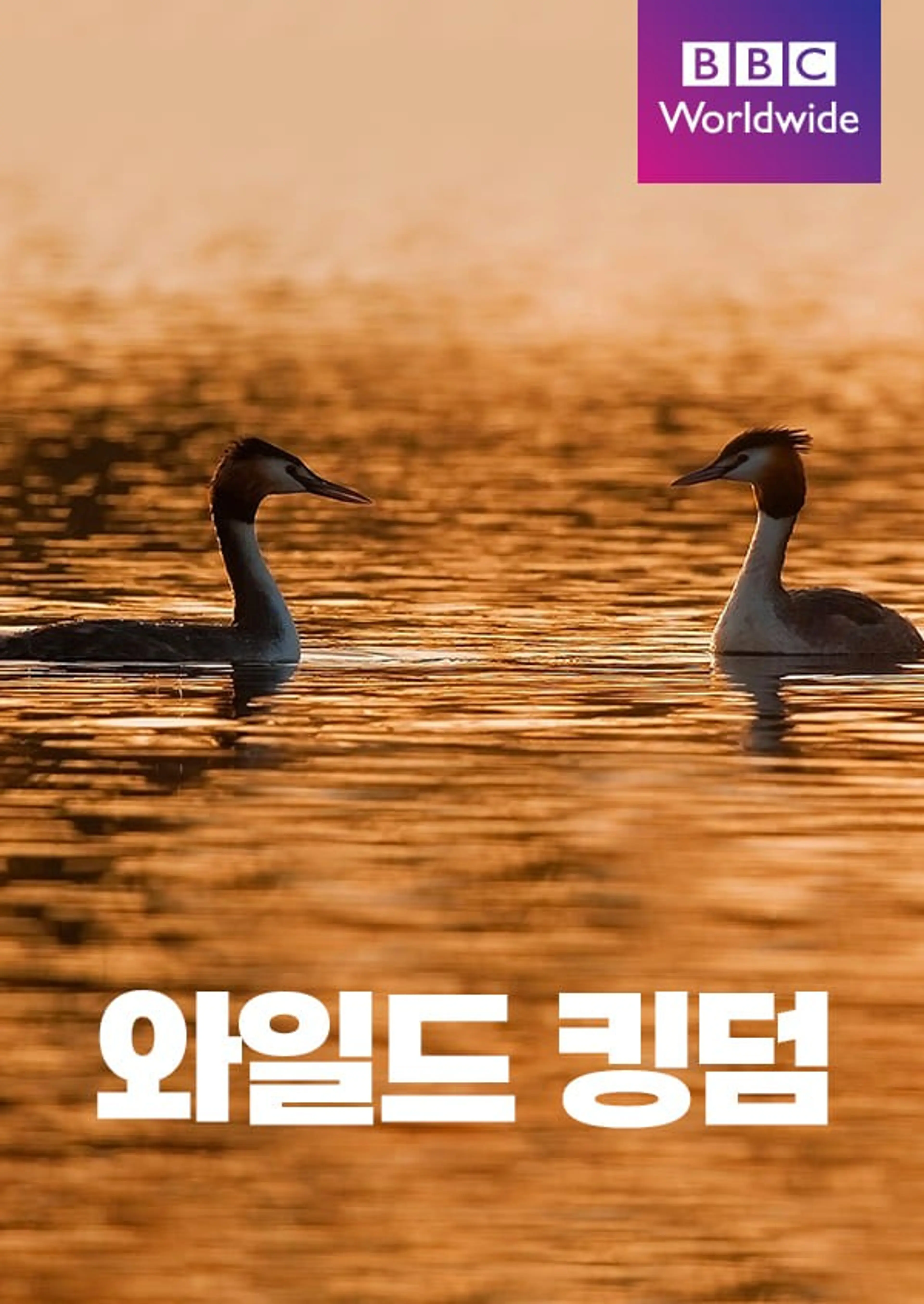 와일드 킹덤