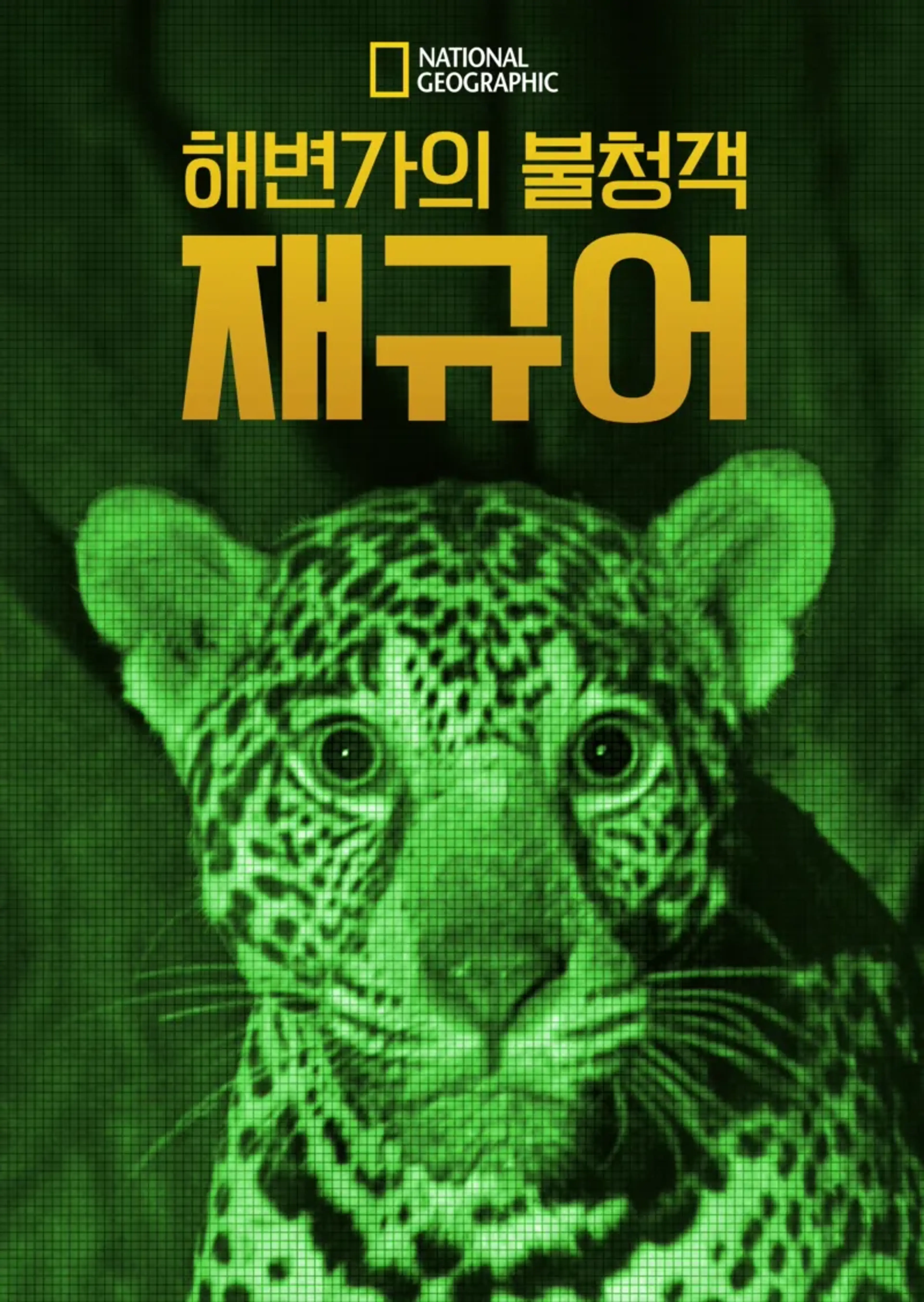 해변가의 불청객, 재규어