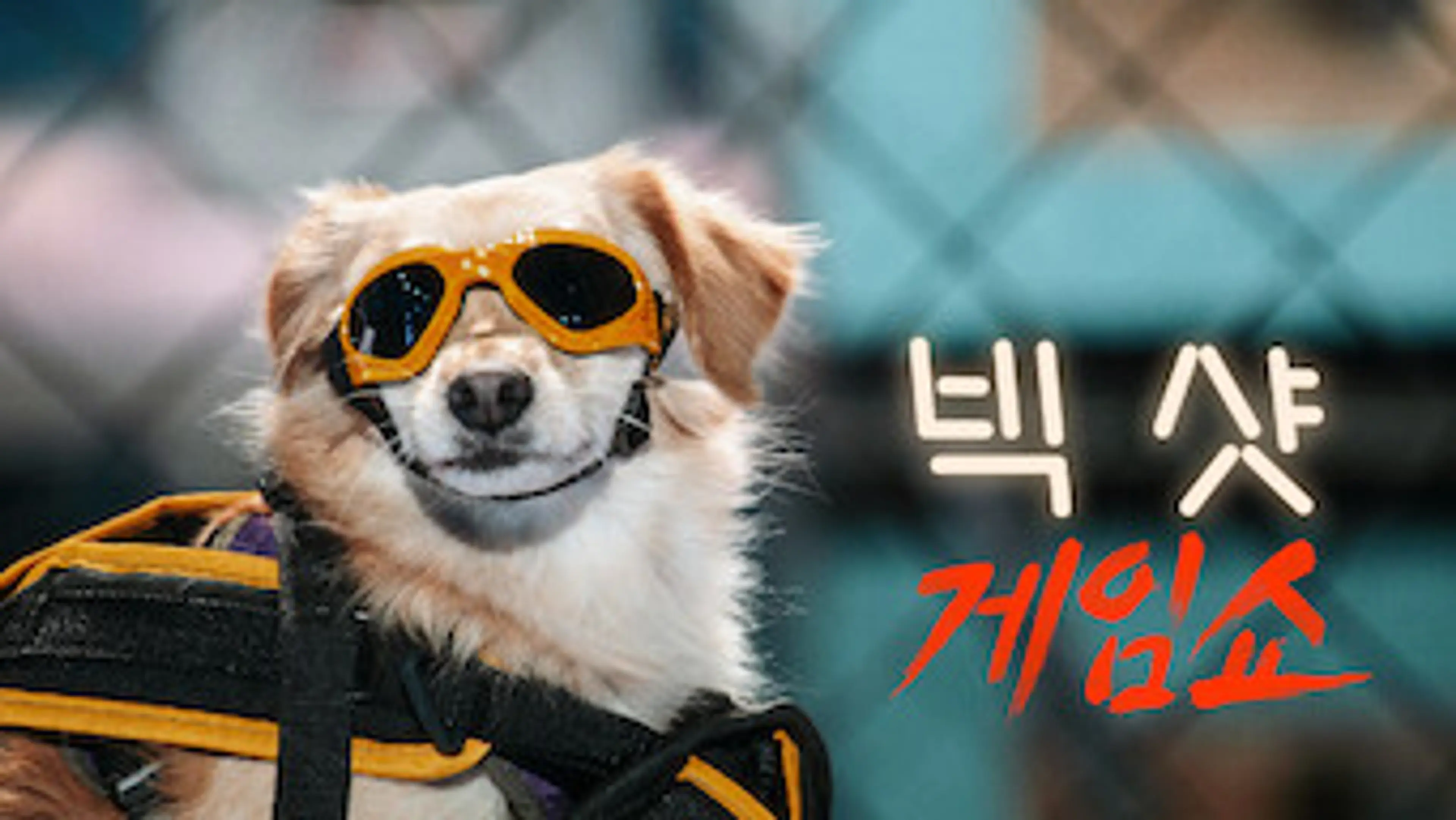 빅 샷 게임쇼