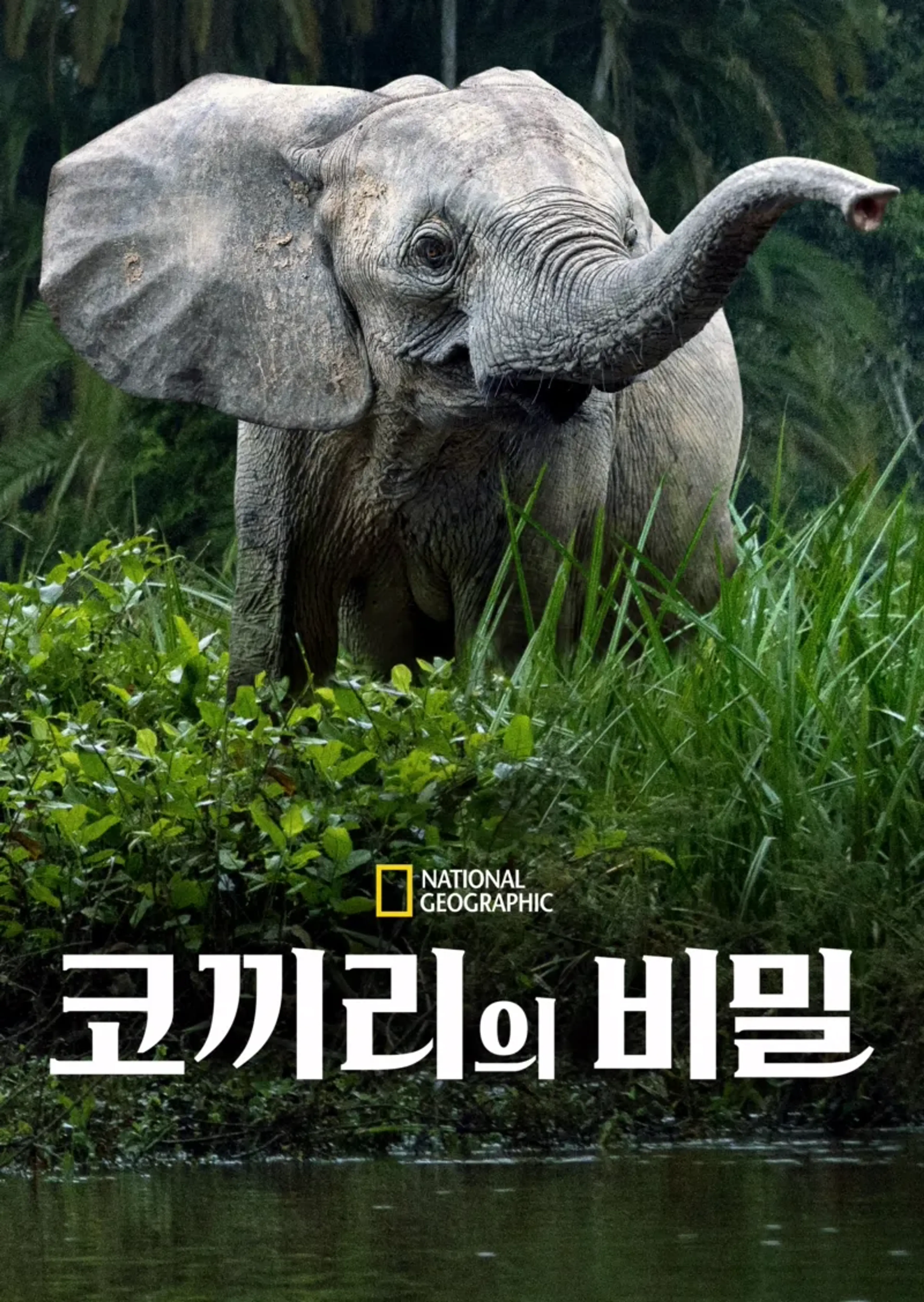 코끼리의 비밀