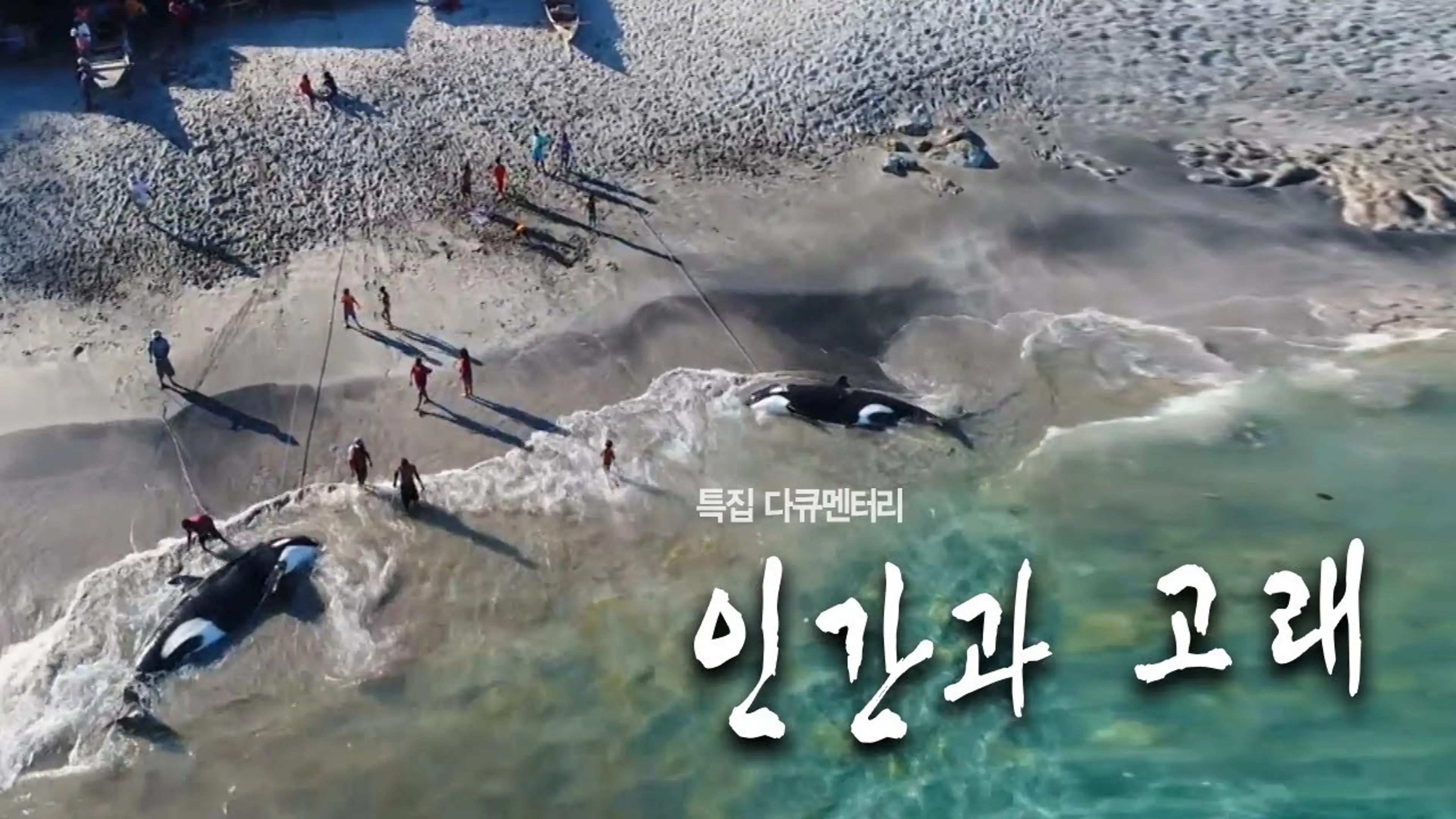 인간과 고래