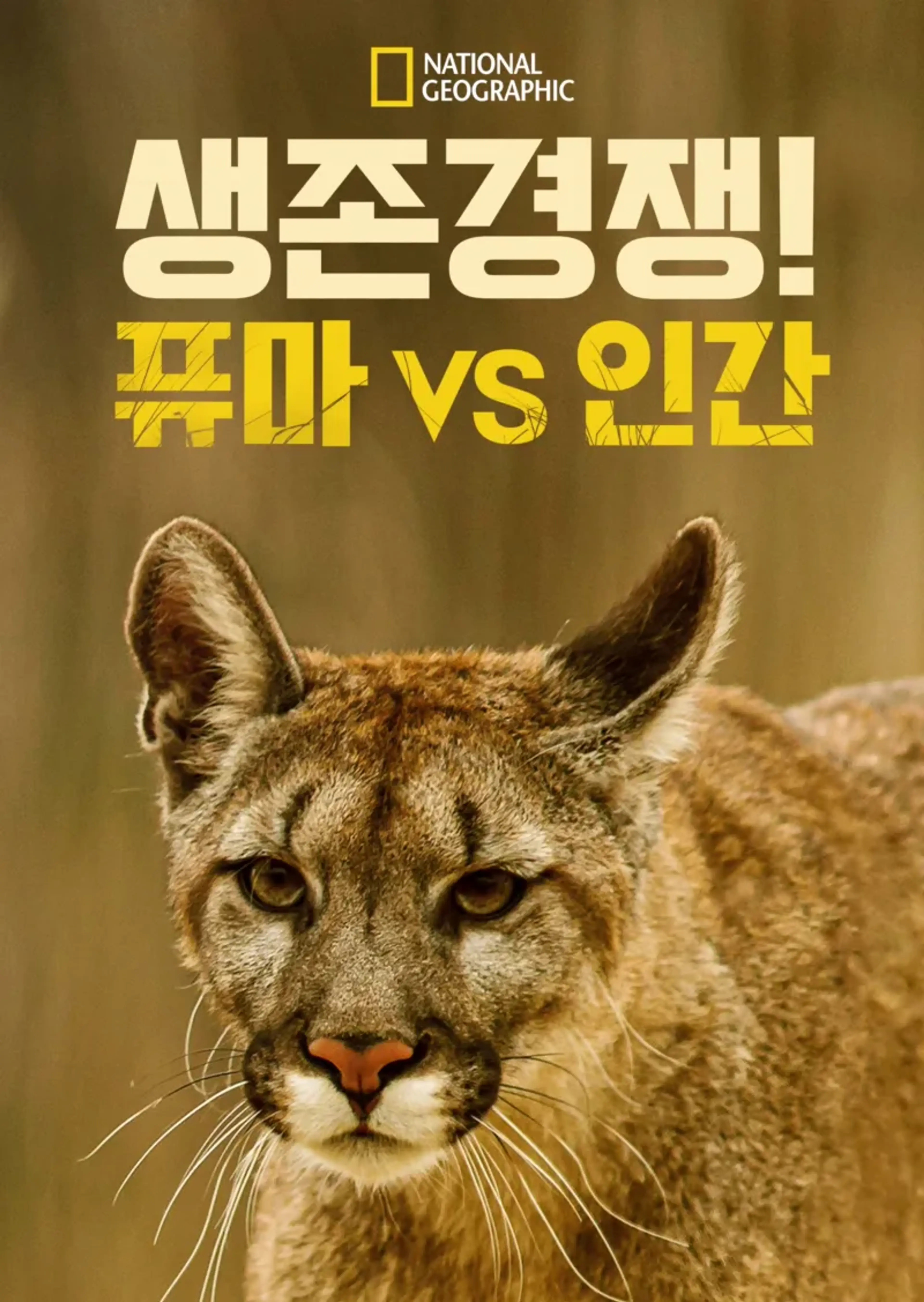 생존 경쟁! 퓨마 vs 인간