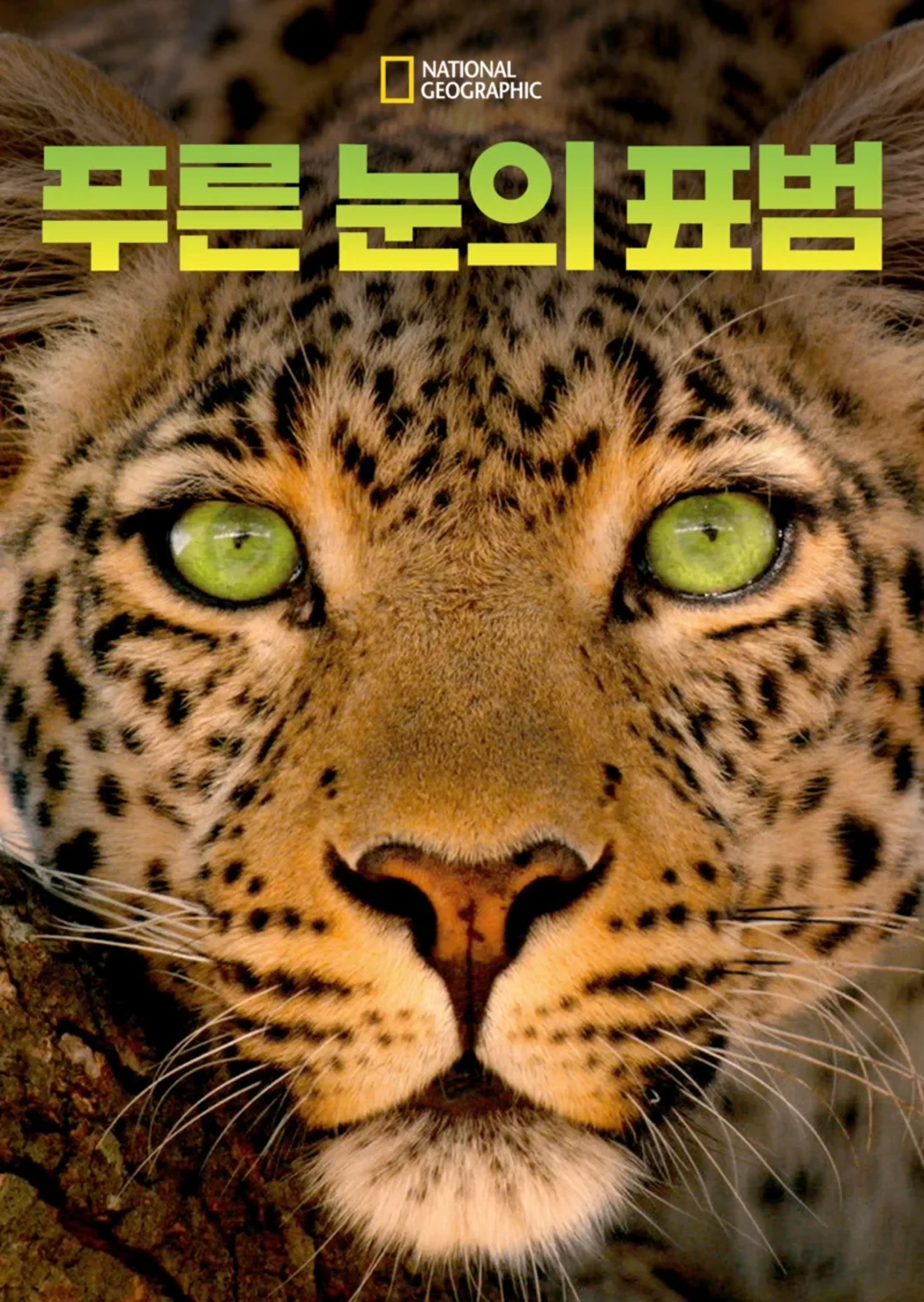 푸른 눈의 표범
