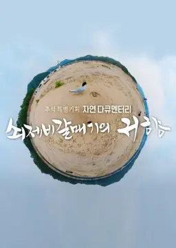 쇠제비갈매기의 귀향