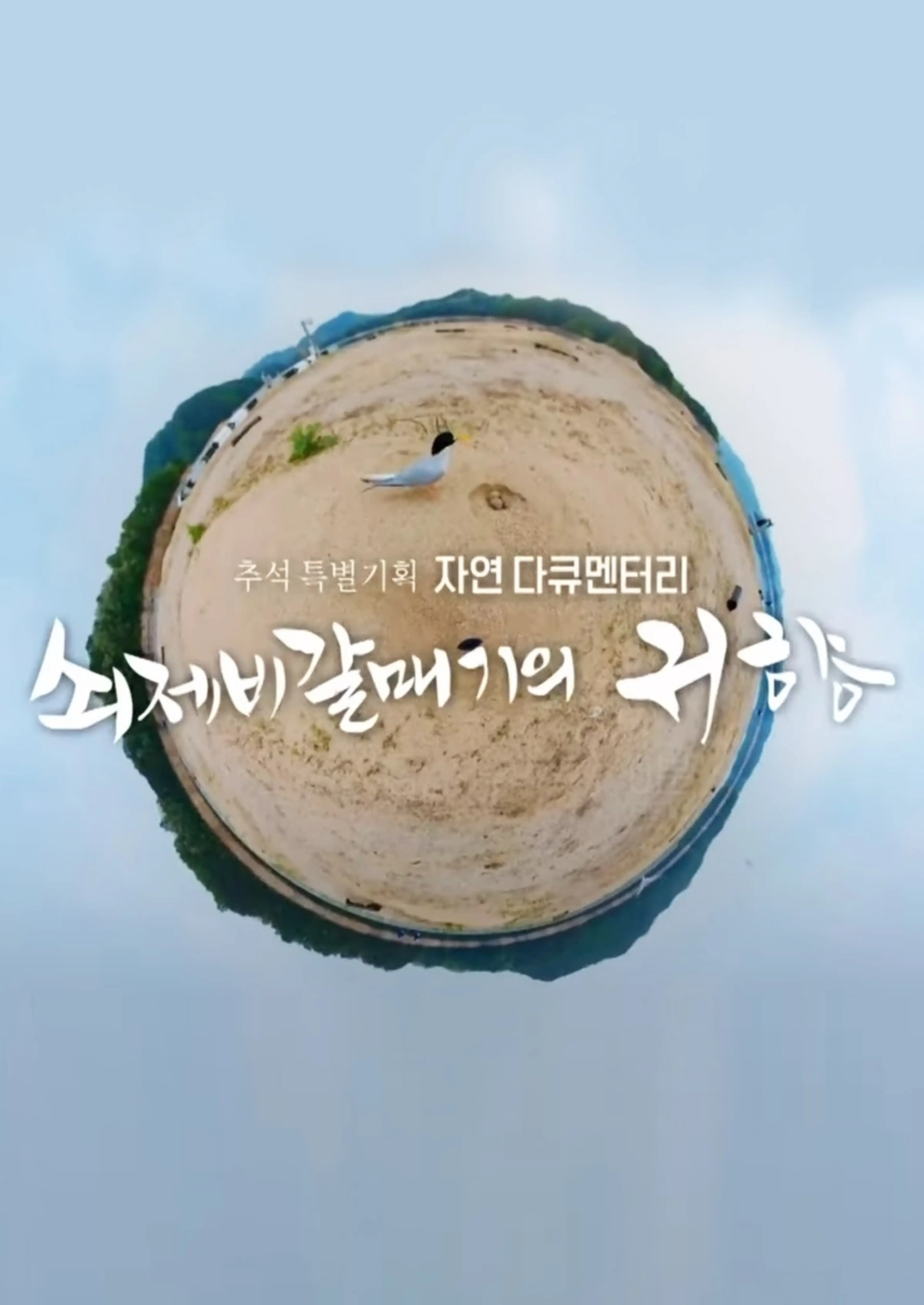 쇠제비갈매기의 귀향