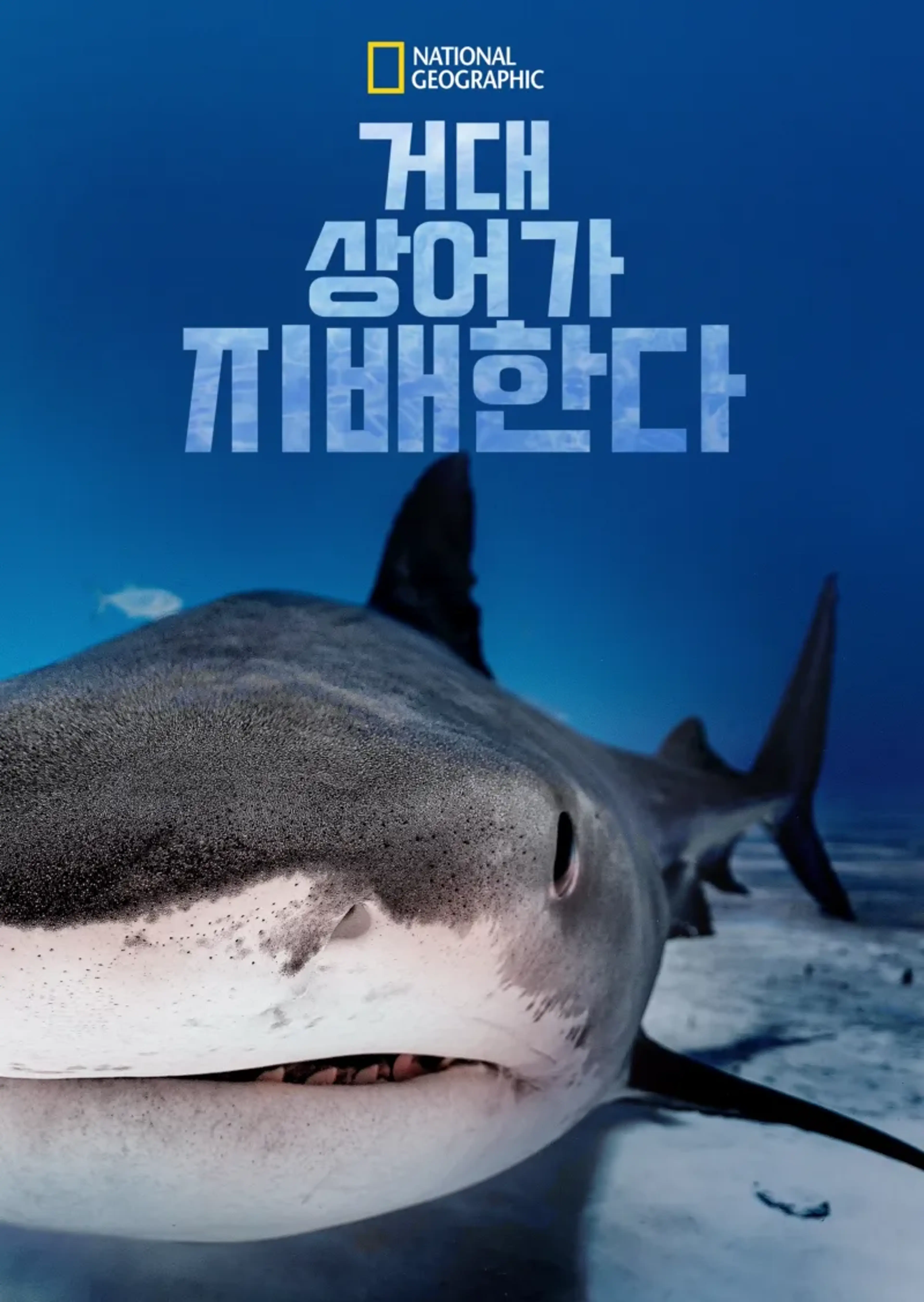 거대 상어가 지배한다