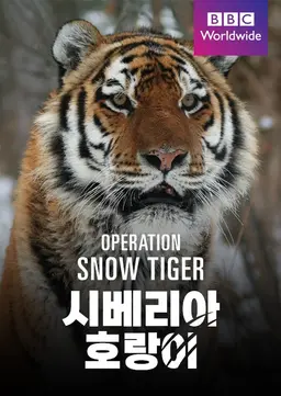 시베리아 호랑이