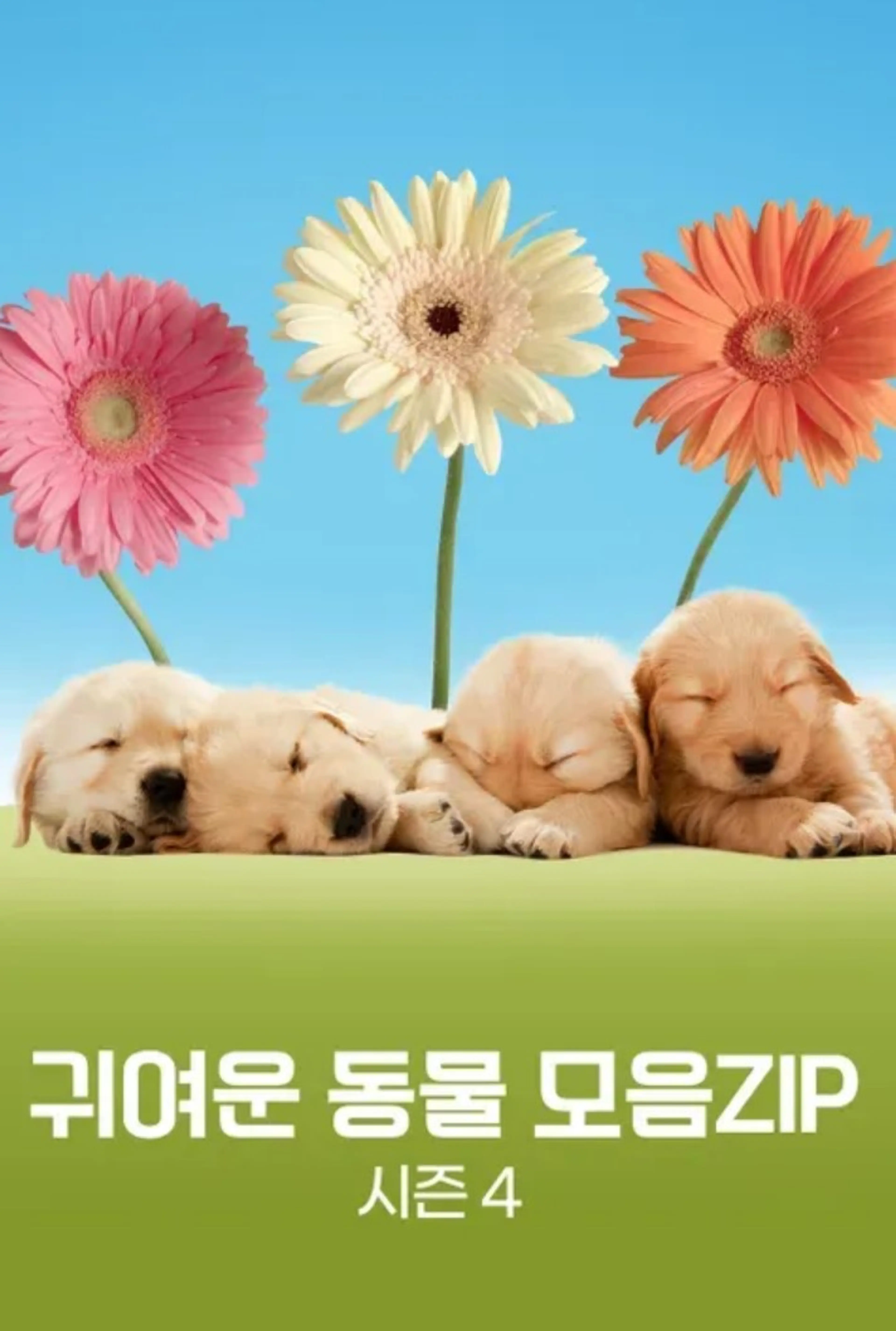 귀여운 동물 모음ZIP 시즌4