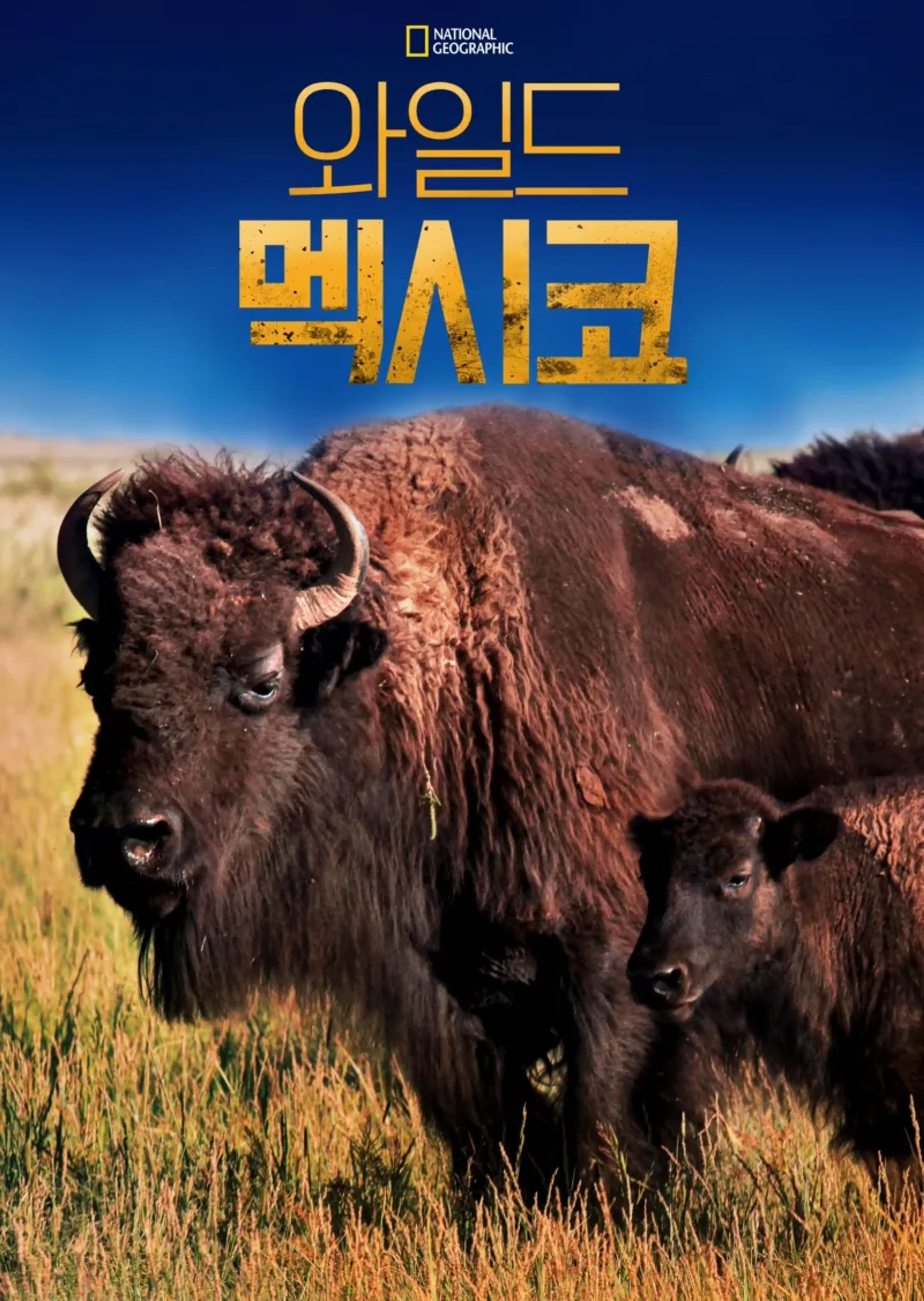 와일드 멕시코