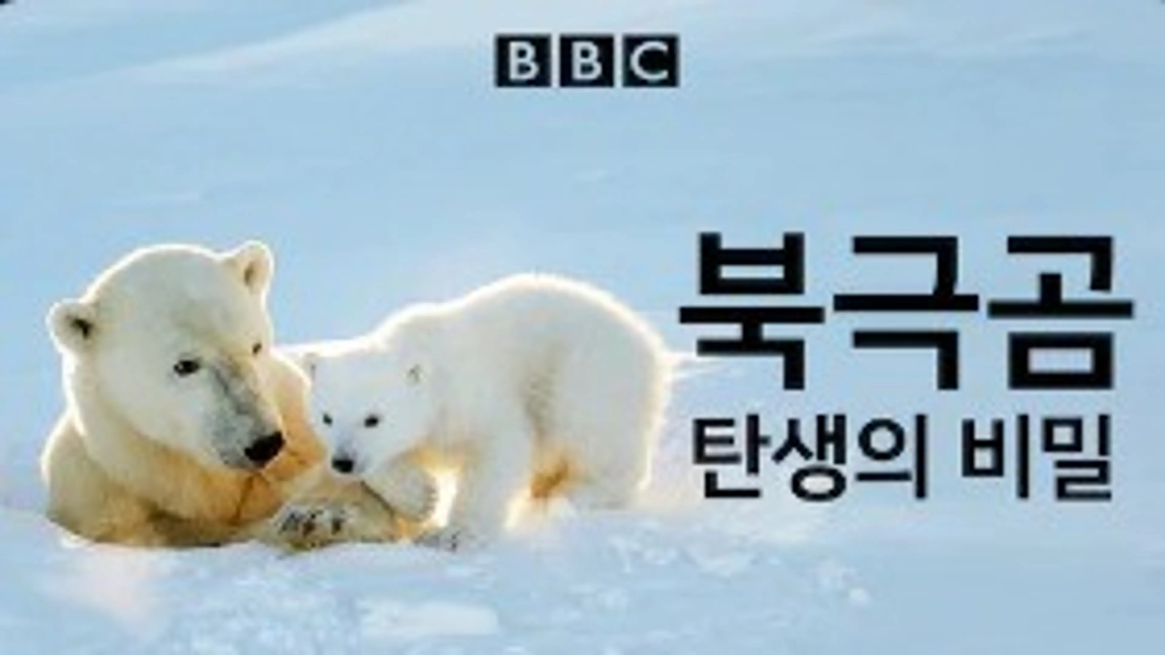 북극곰 탄생의 비밀
