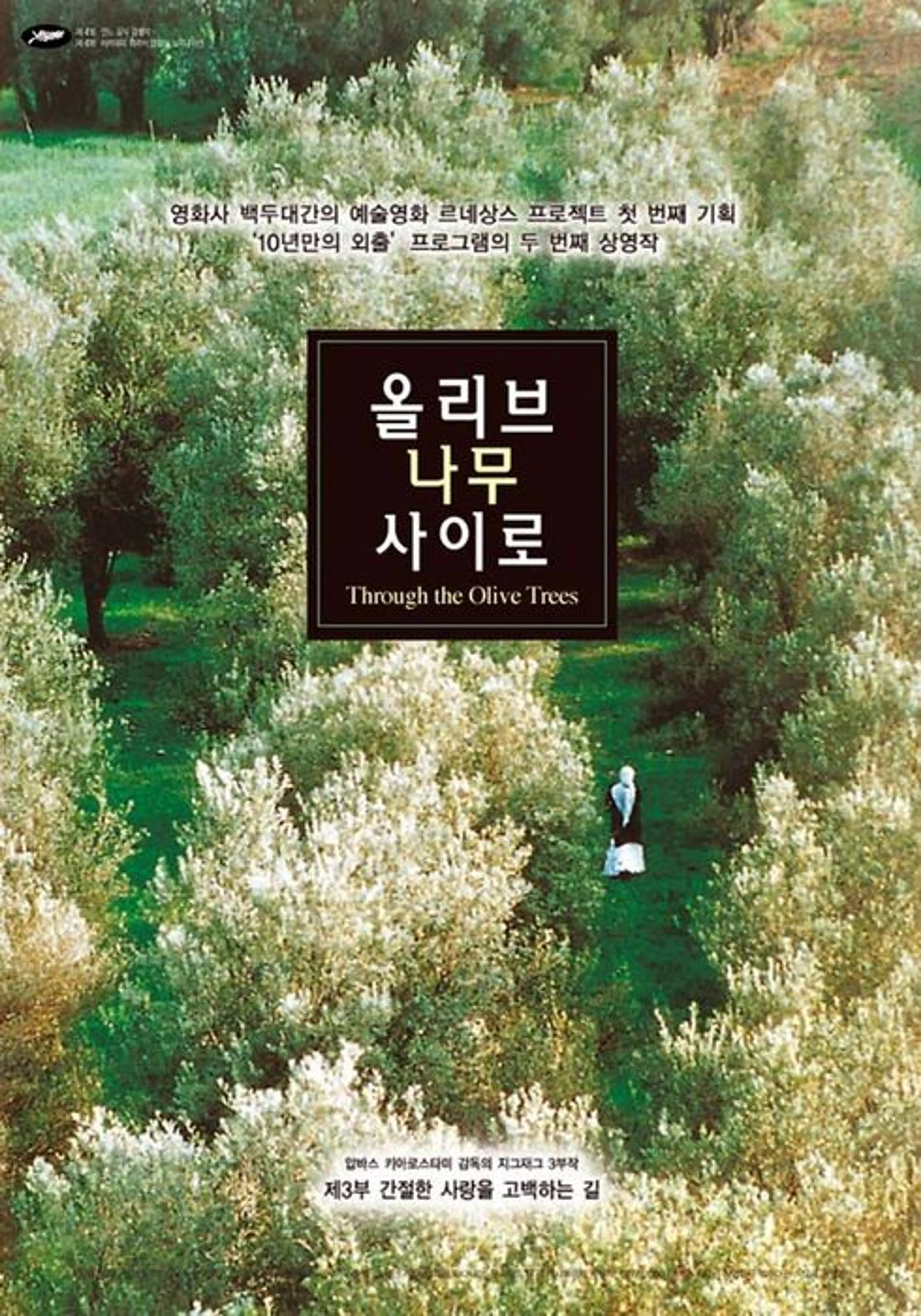 올리브 나무 사이로
