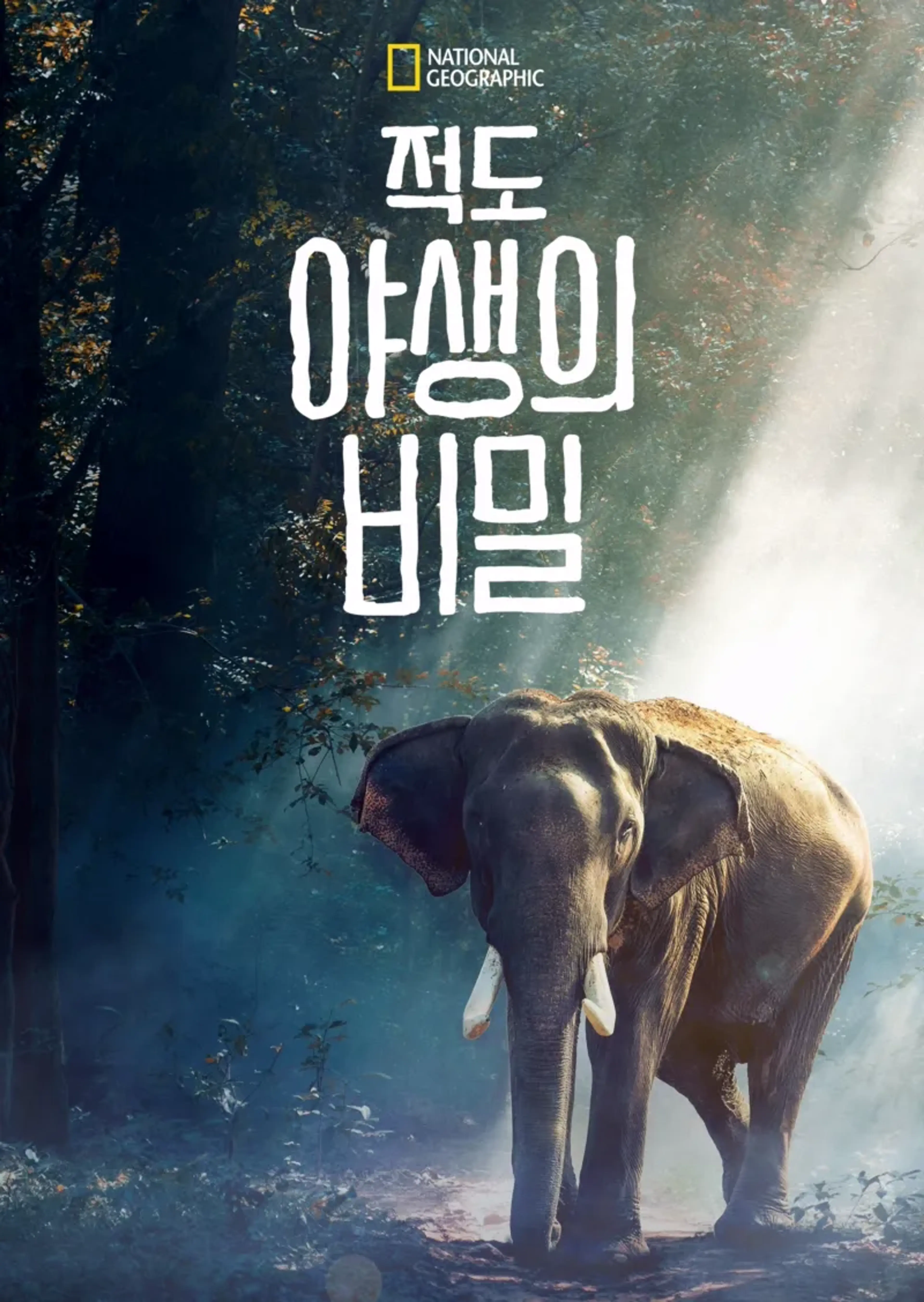 적도 야생의 비밀