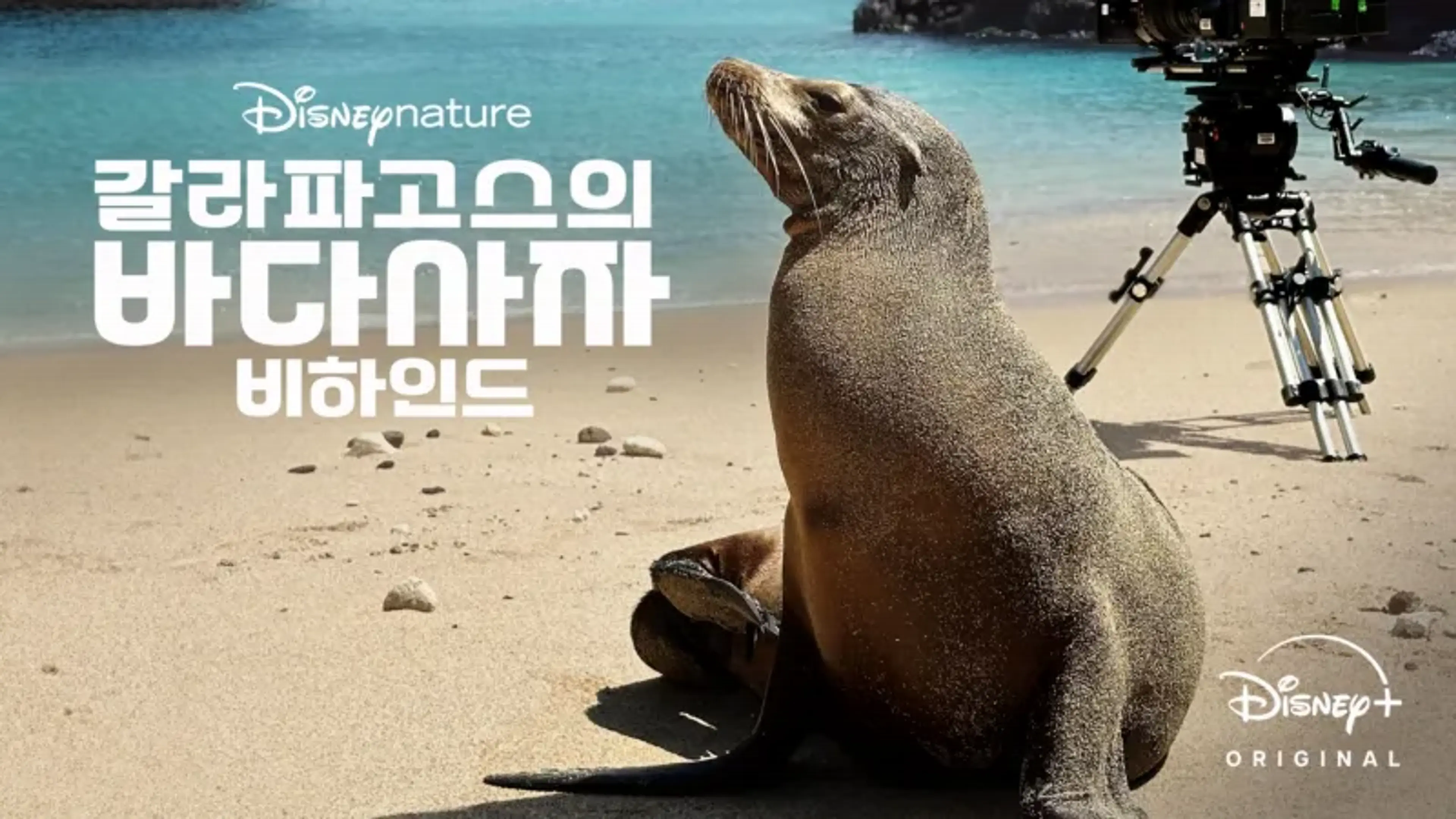 갈라파고스의 바다사자 비하인드