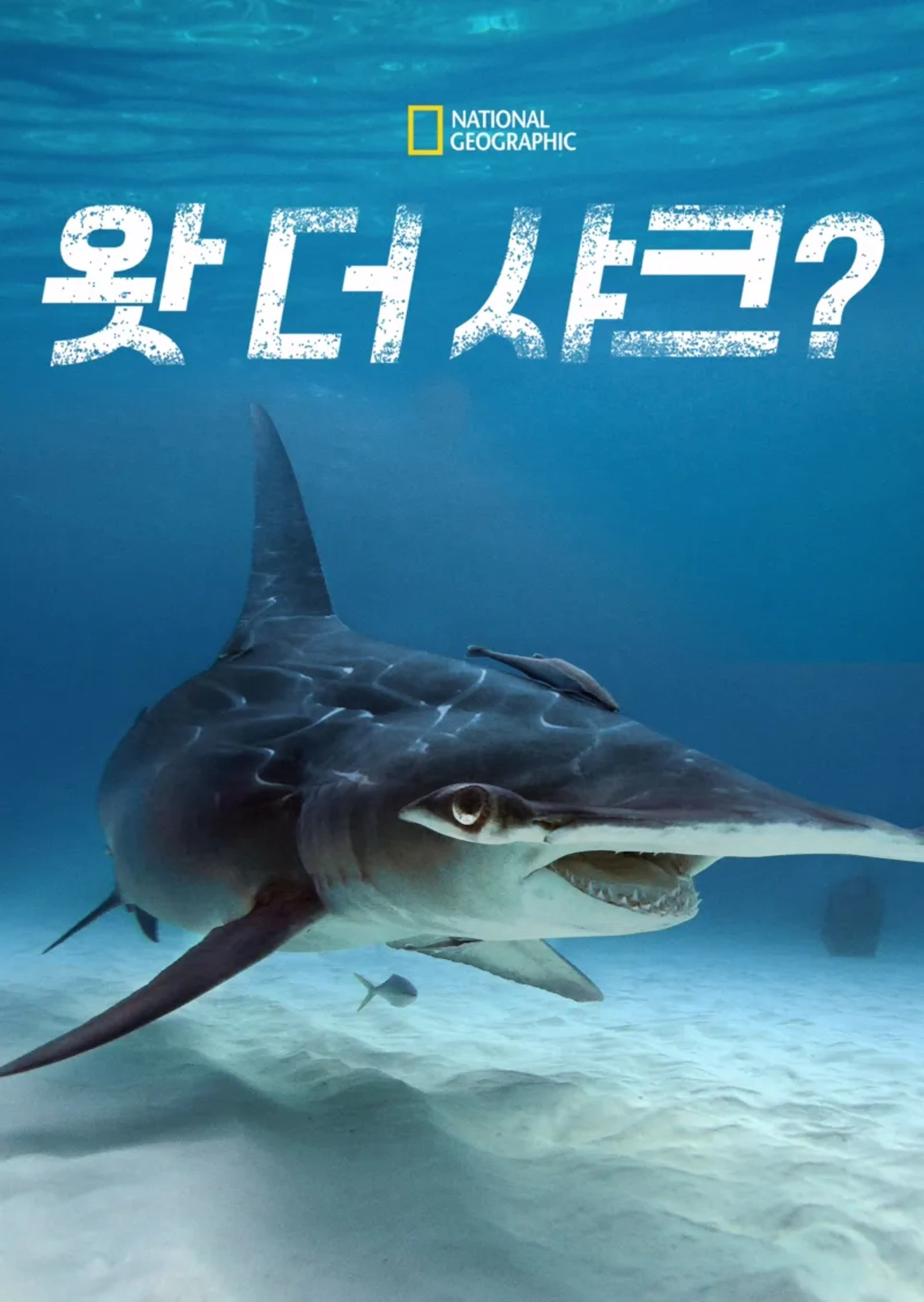 왓 더 샤크?