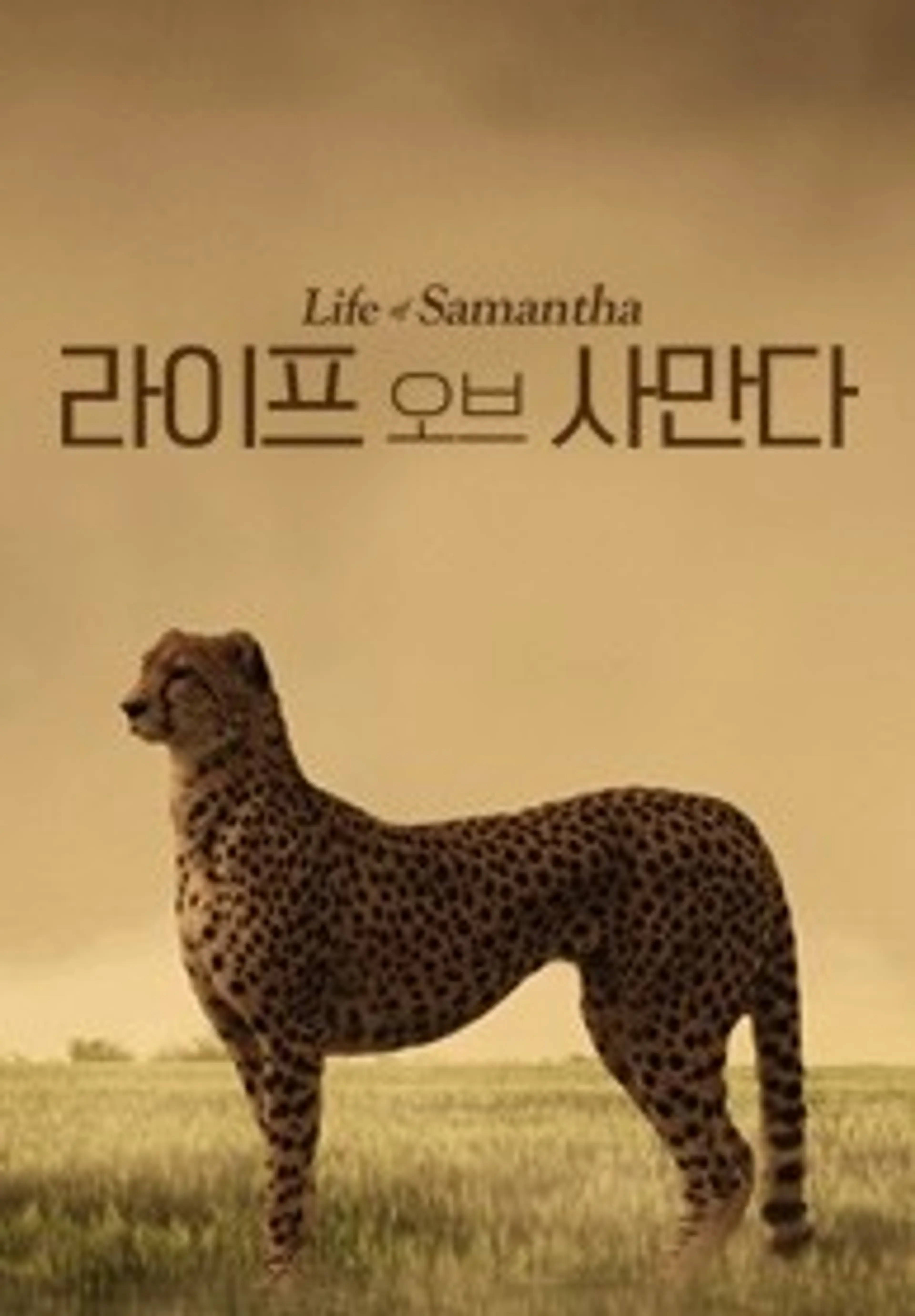 라이프 오브 사만다