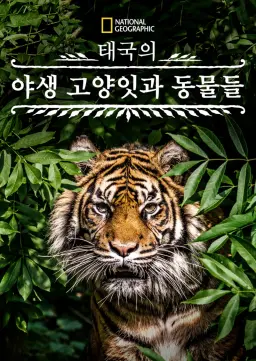 태국의 야생 고양잇과 동물들