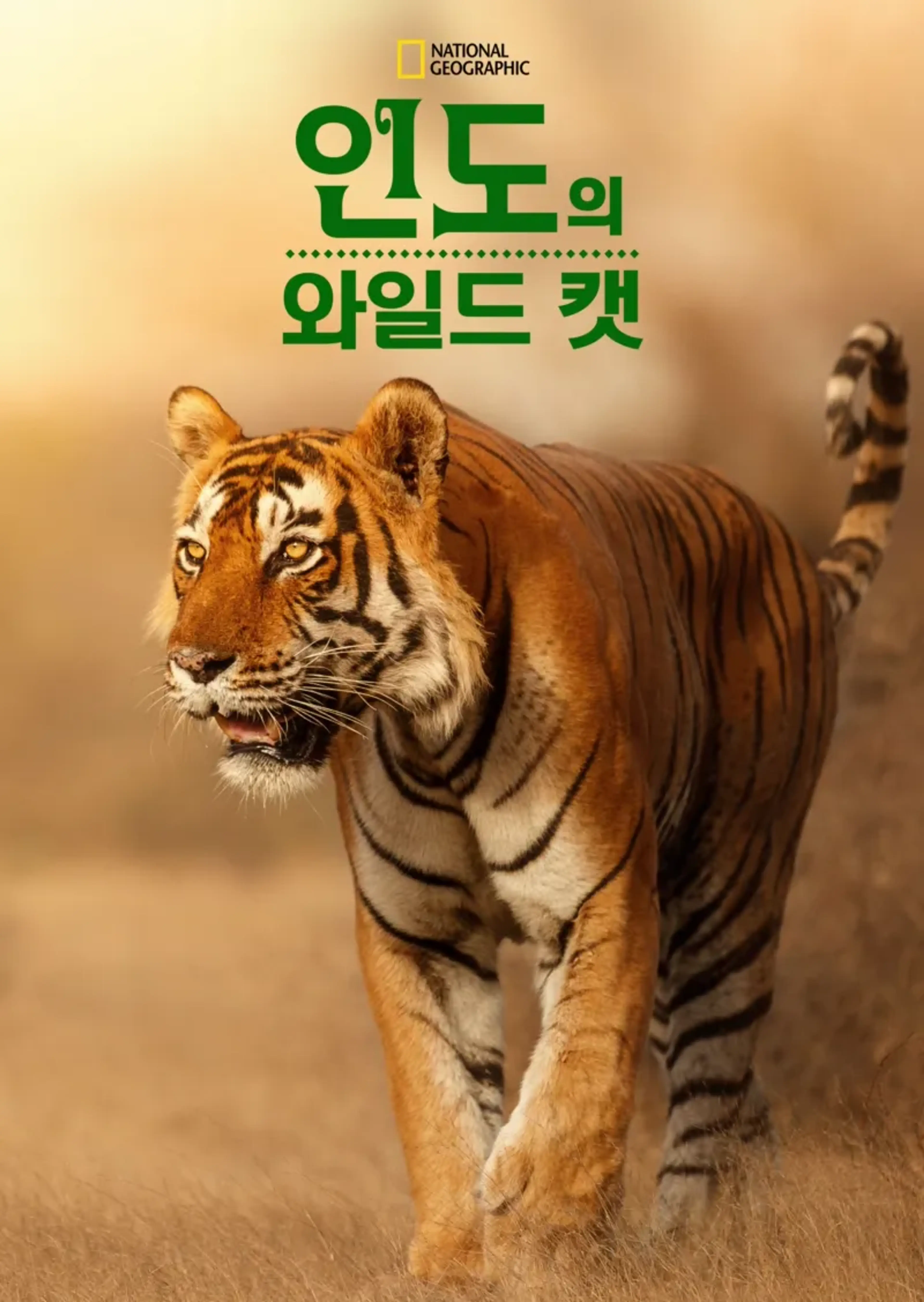 인도의 와일드 캣