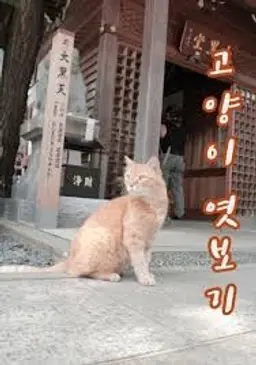 캣TV 시즌 3 - 고양이 엿보기
