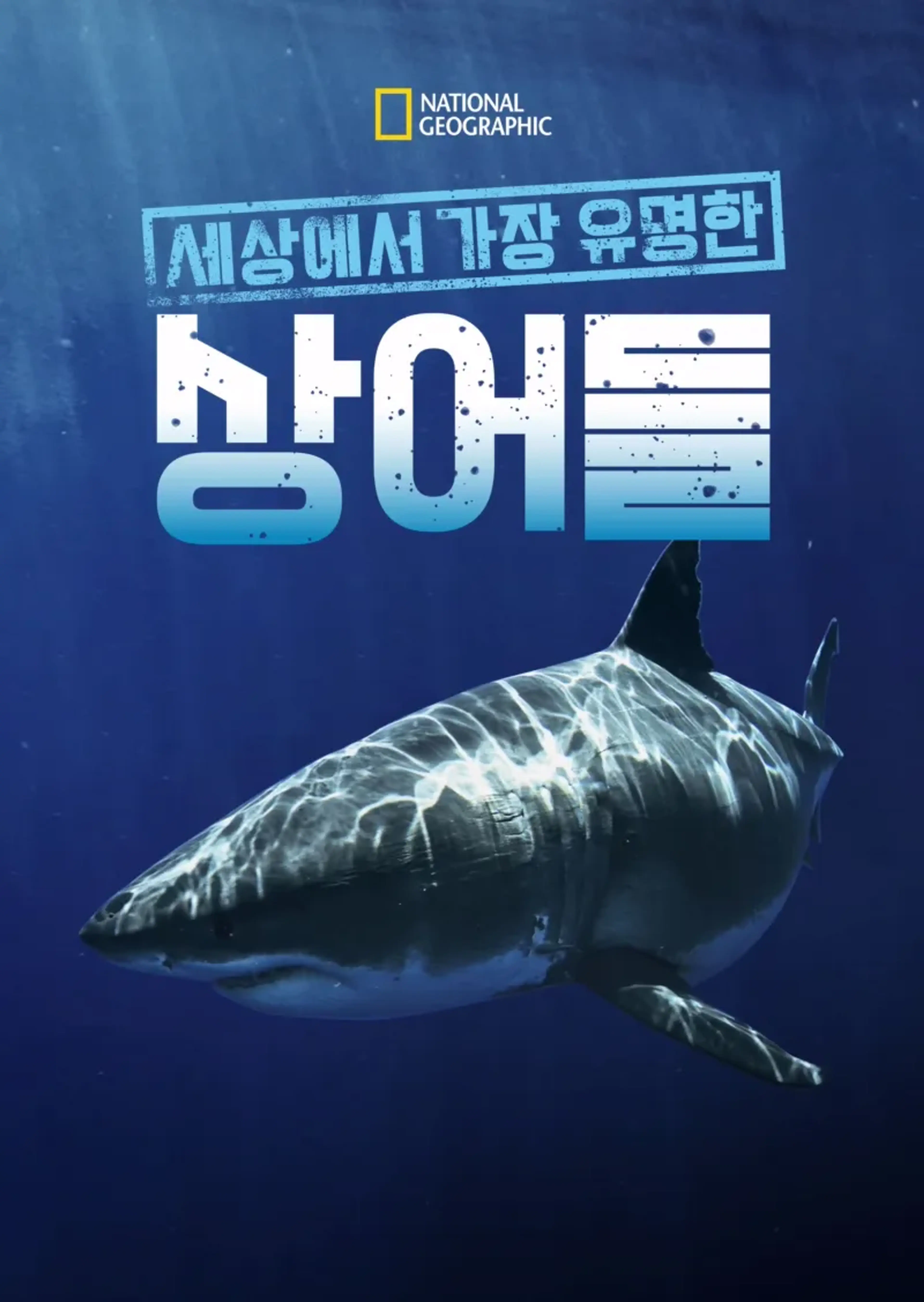 세상에서 가장 유명한 상어들