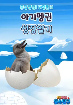 로티프렌즈 아기펭귄 성장일기