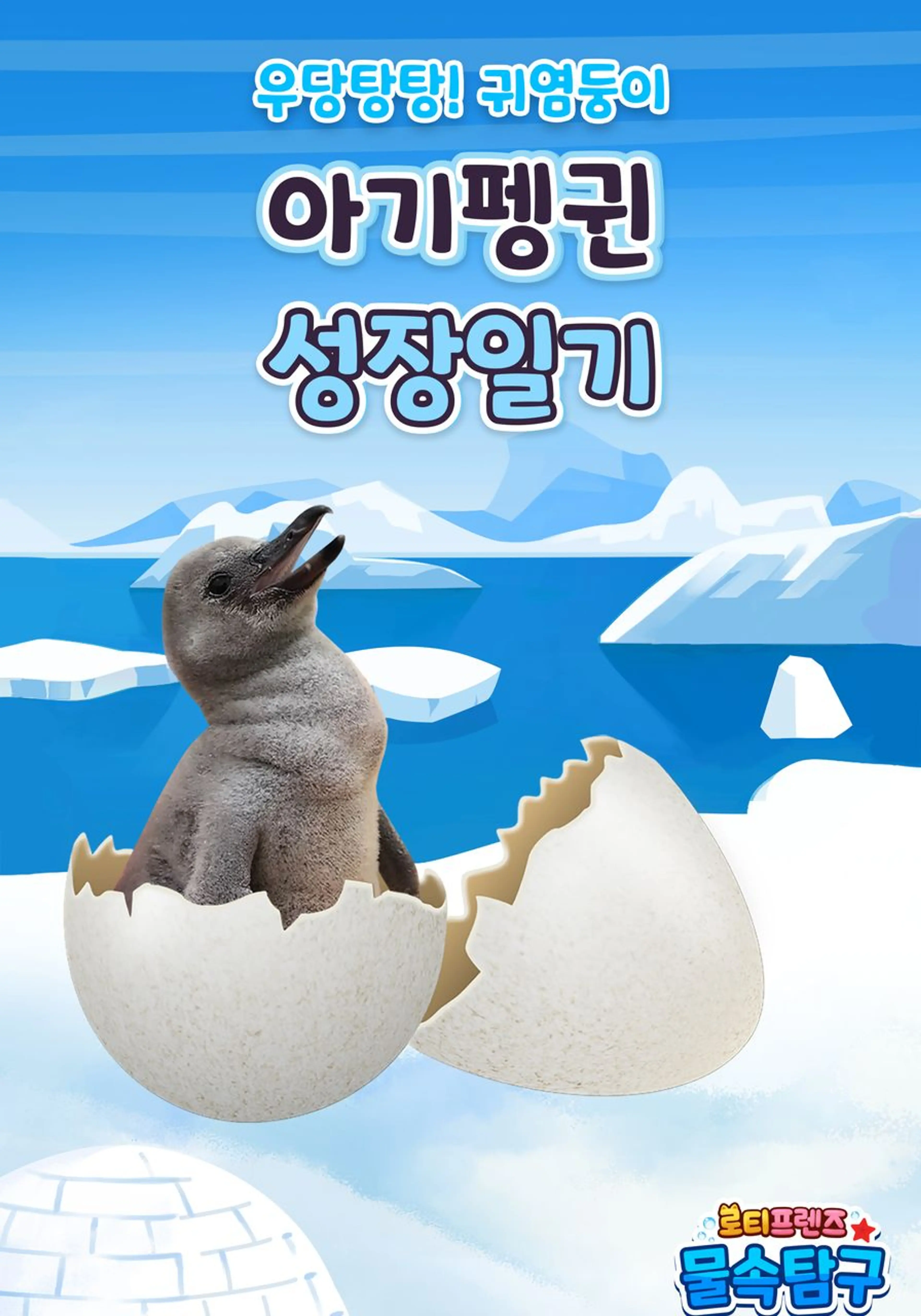 로티프렌즈 아기펭귄 성장일기