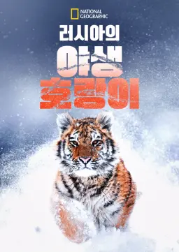 러시아의 야생 호랑이